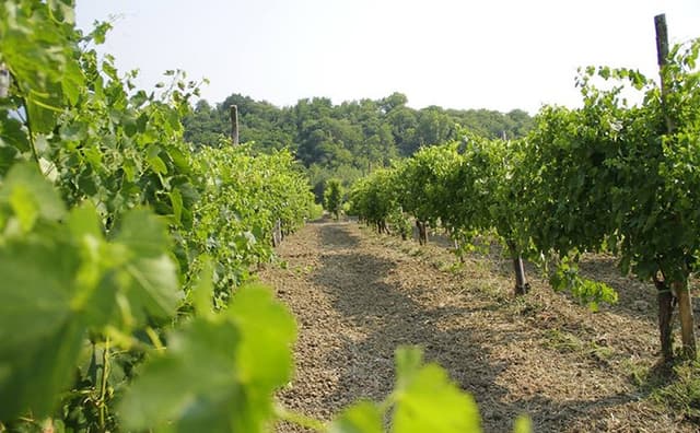 Cantina dei Monaci