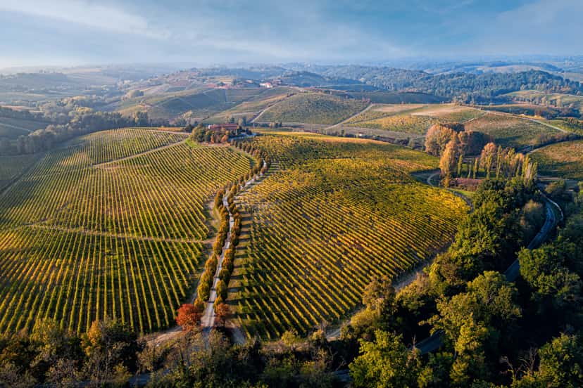 Broglia Winery
