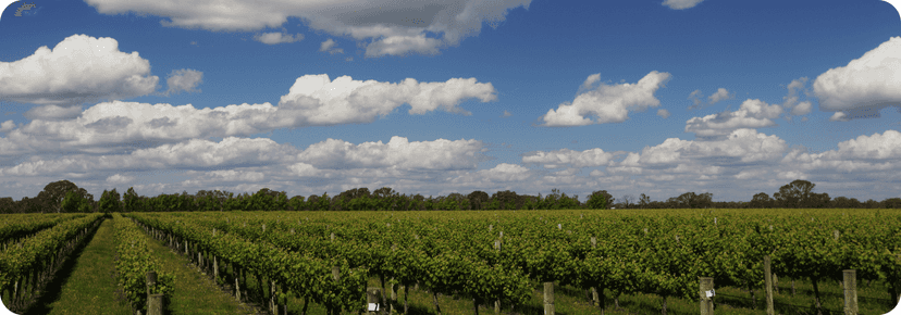 Coonawarra wine city