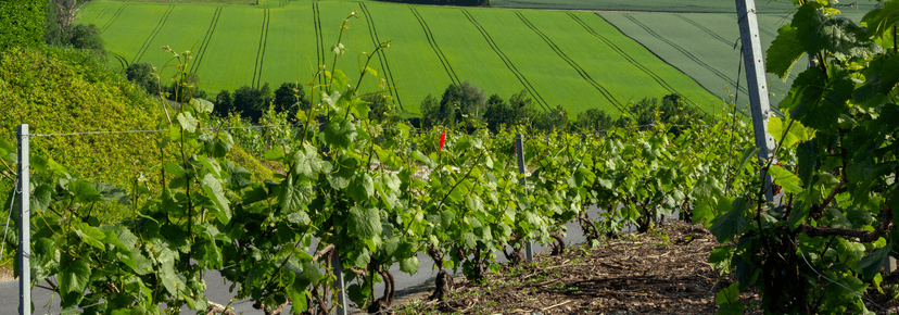 Epernay wine city