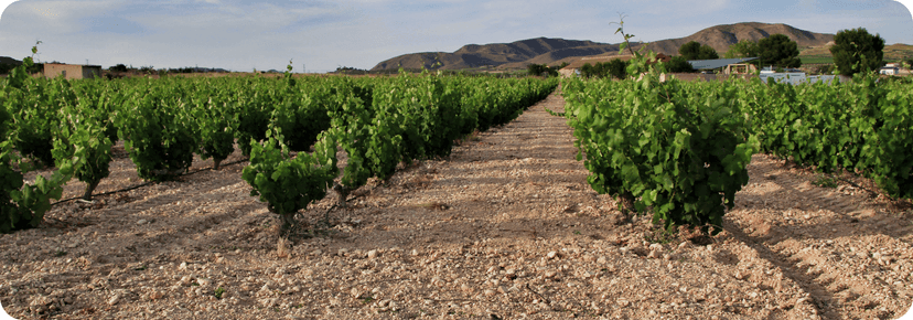 Jumilla wine city