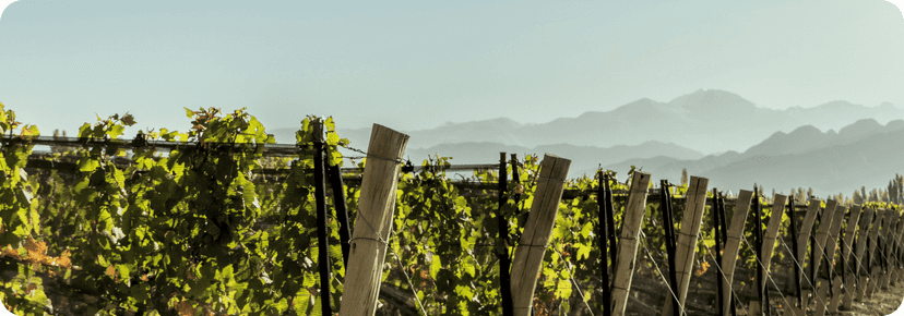 Maipú wine city