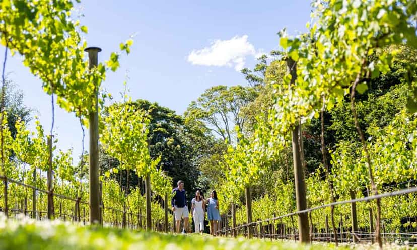 Mount Tamborine Winery Tour with Gourmet lunch + Hop on Hop Off Afternoon