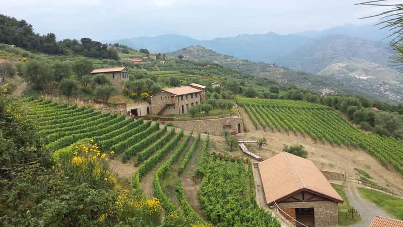 Altavia Winery