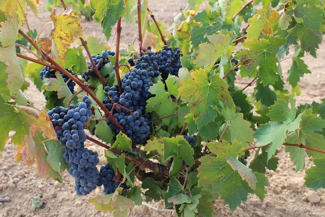 Weinbergtour, Bio-Praktiken und 4-6 Weinproben mit Experten