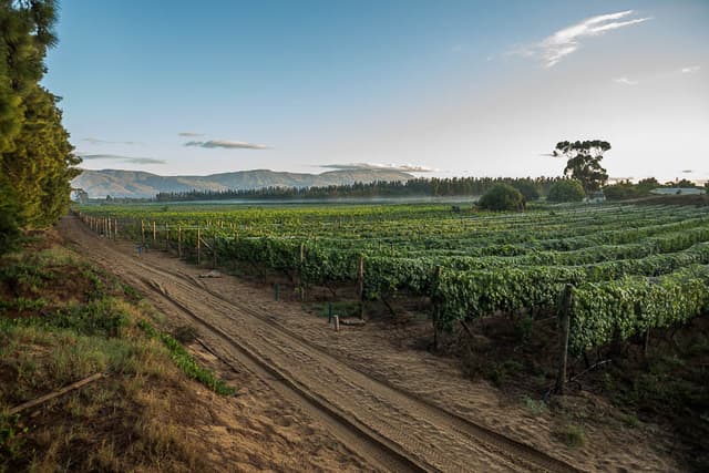 Olivedale Wine Estate