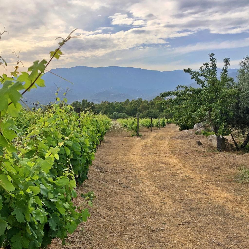 Sardinia Organic Wine & Vineyard Tour at Colline Del Vento
