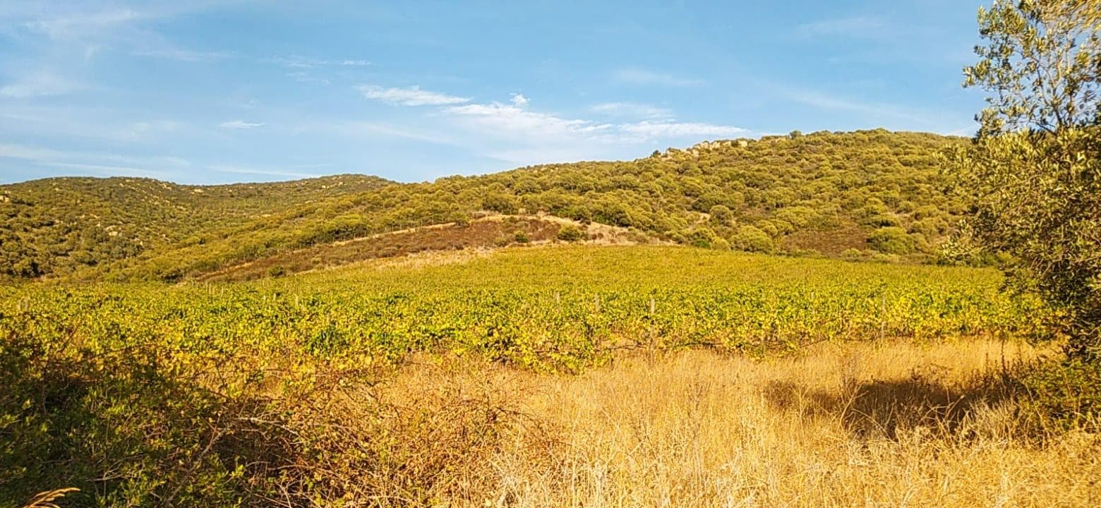 Mittag- oder Abendessen mit den Winzern im Colline Del Vento