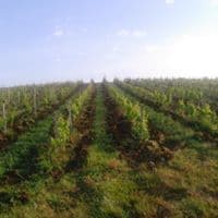 Az. Agricola Adamo Vincenzo Foto 4