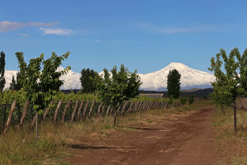 Cata de vinos y tour en Bodega Alpamanta
