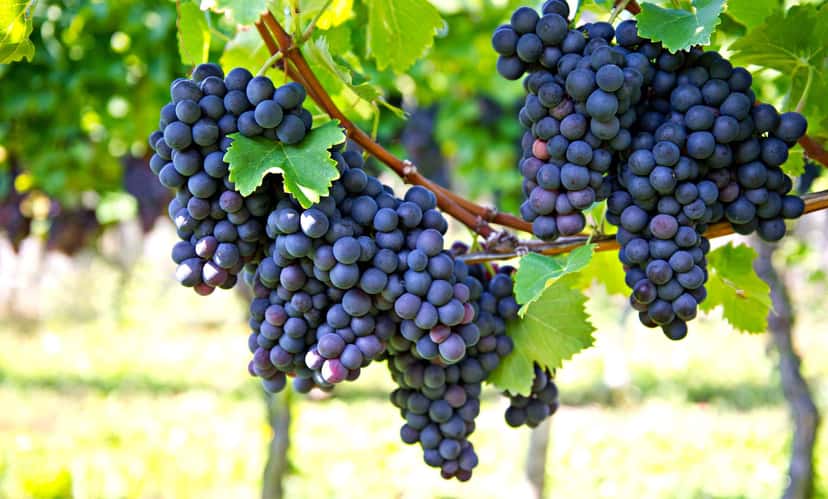 Tour del vino di 7 giorni Creta e Santorini
