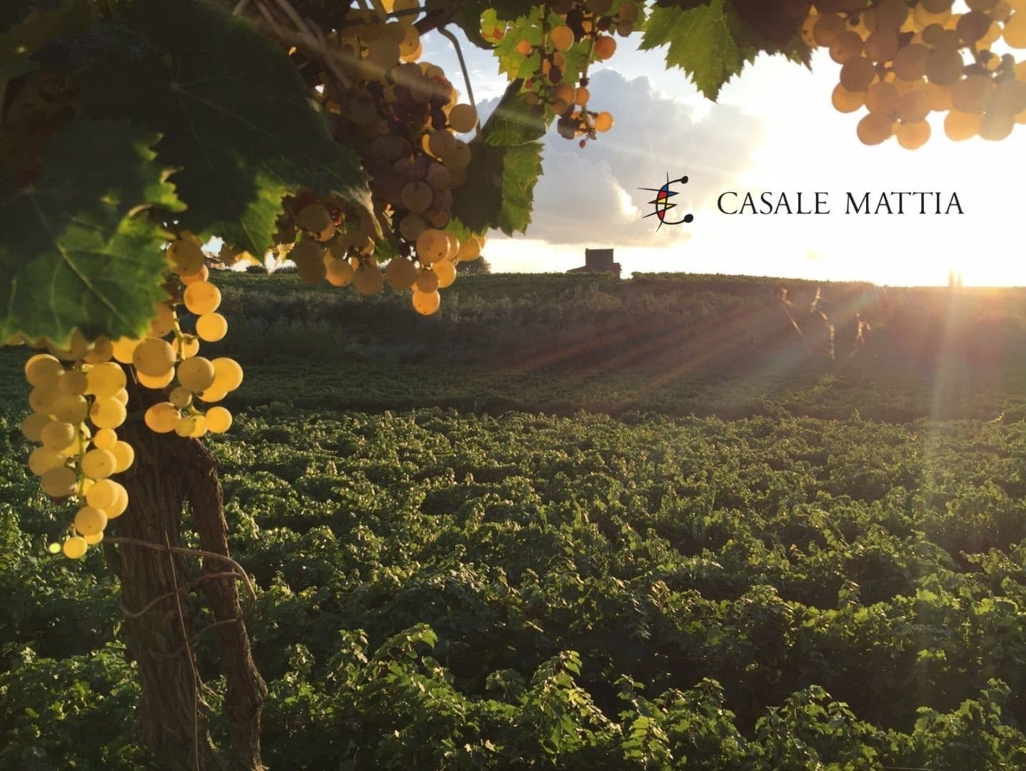 Degustação de vinhos e tour em Casale Mattia