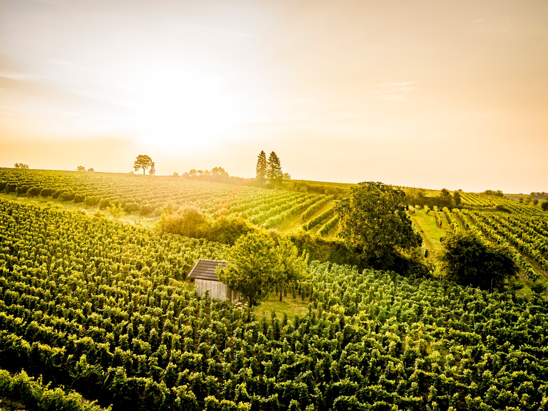 Weinbergwanderung beim Weingut Neustifter