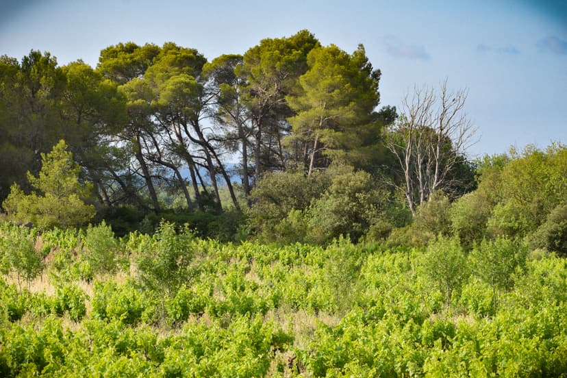Vinícolas perto de Paarl