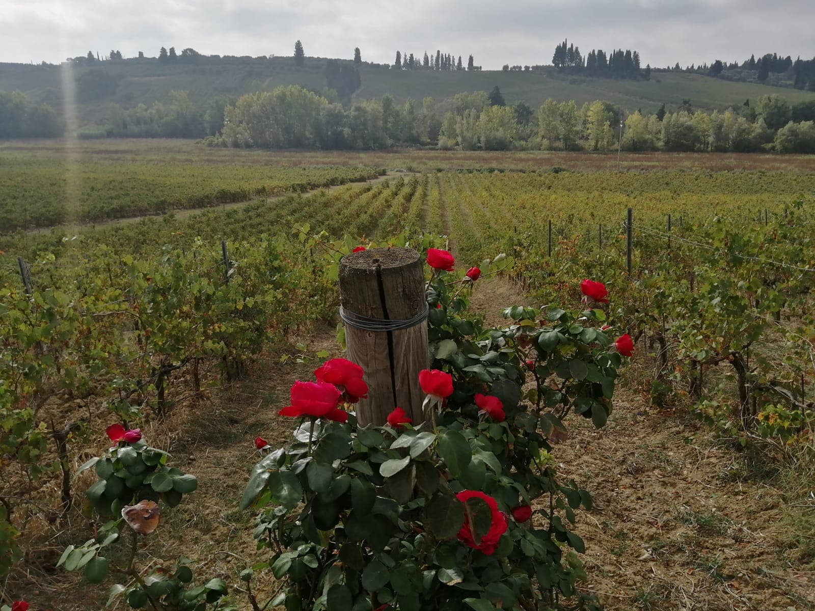 Fattoria Di Piazzano foto 5