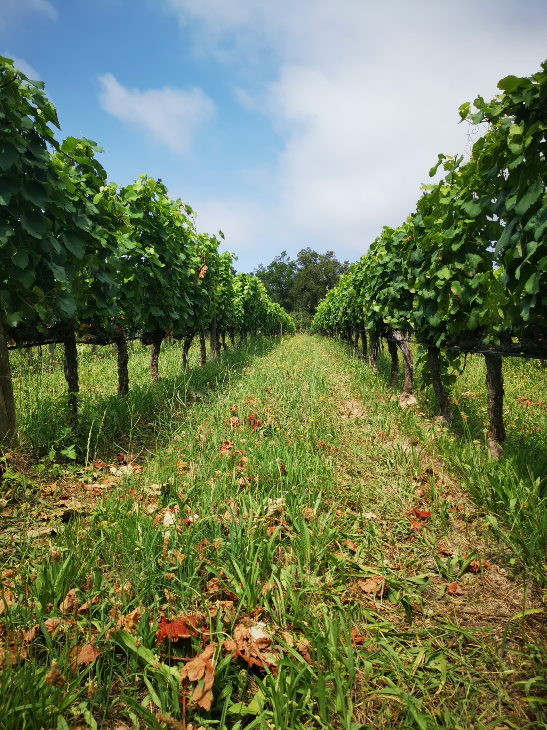 Trabajo y cata en Julia Kemper Wines