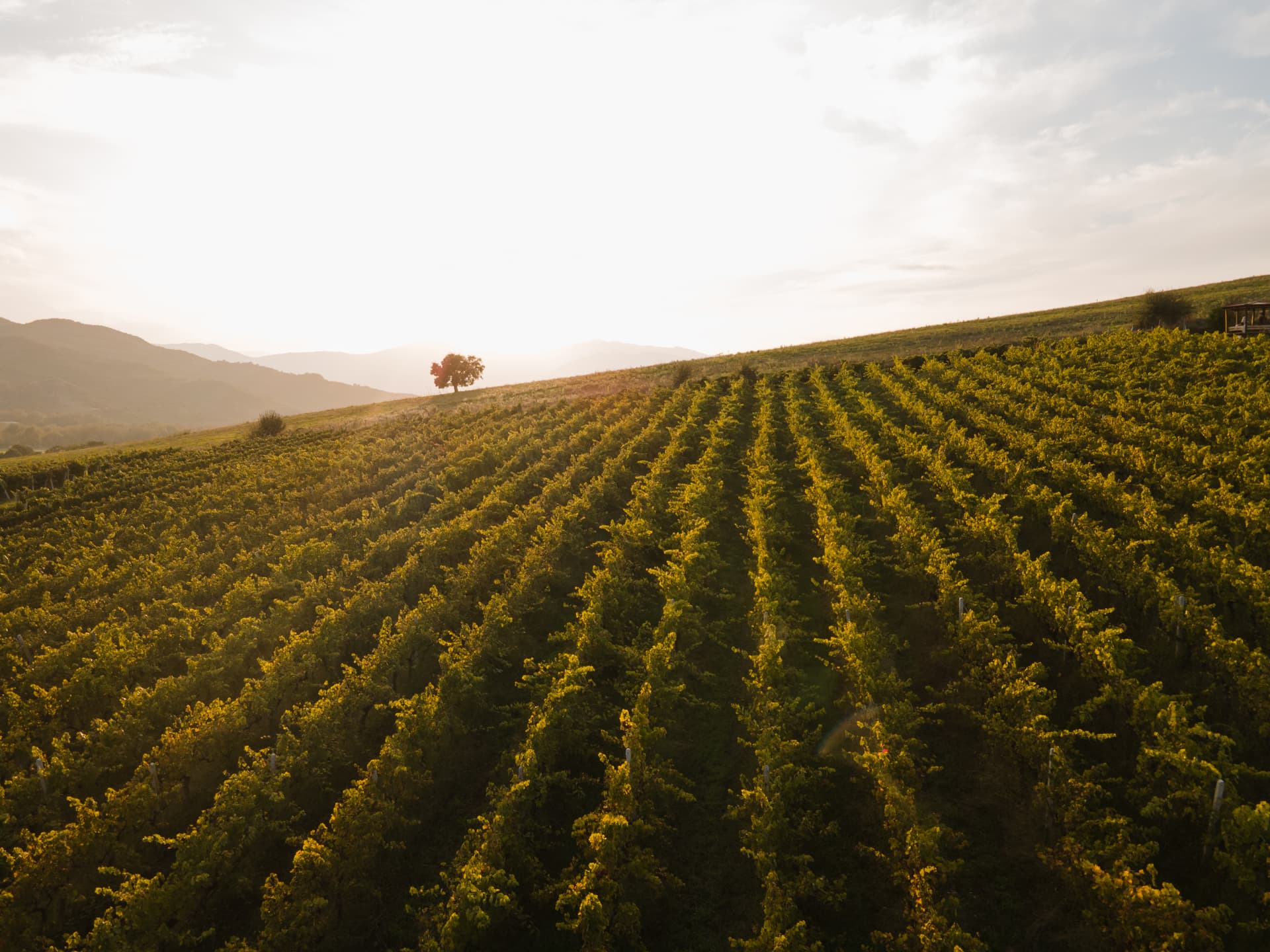 Meteore Ge-Liakou Winery Foto 4