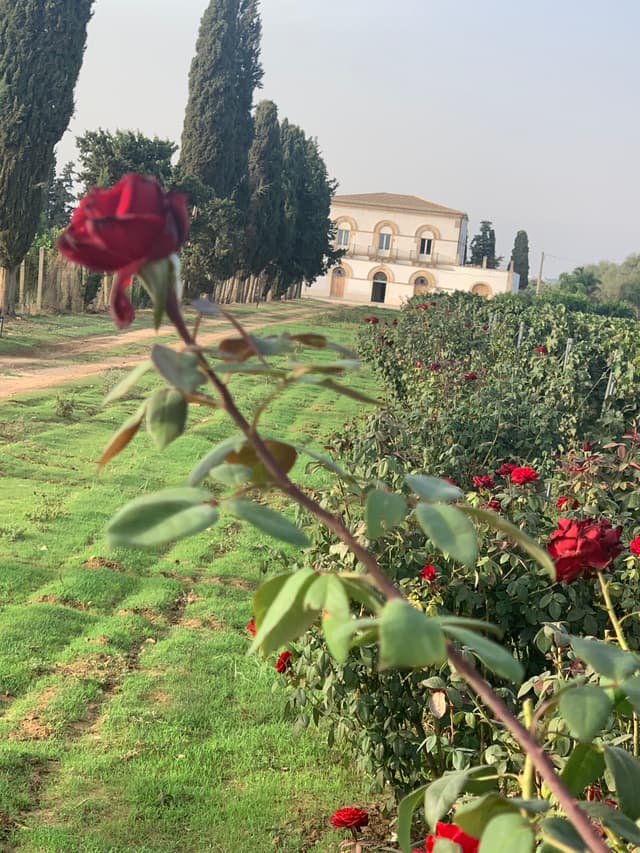Tenuta Santo Spirito