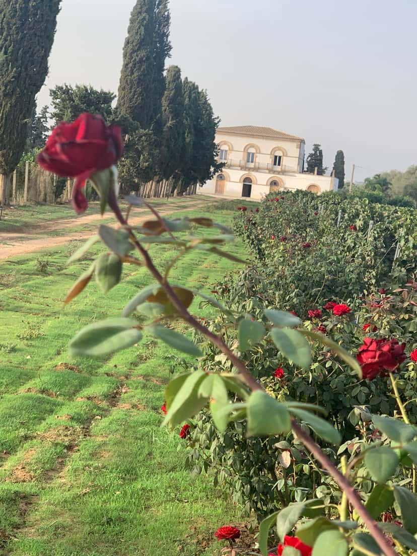 Tenuta Santo Spirito