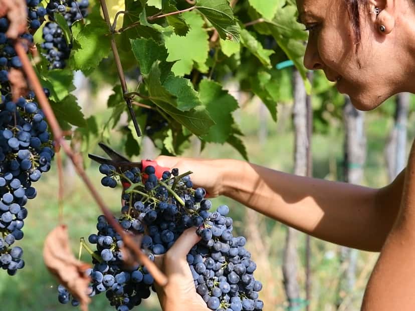Vive la cosecha en Azienda Agricola Calatroni