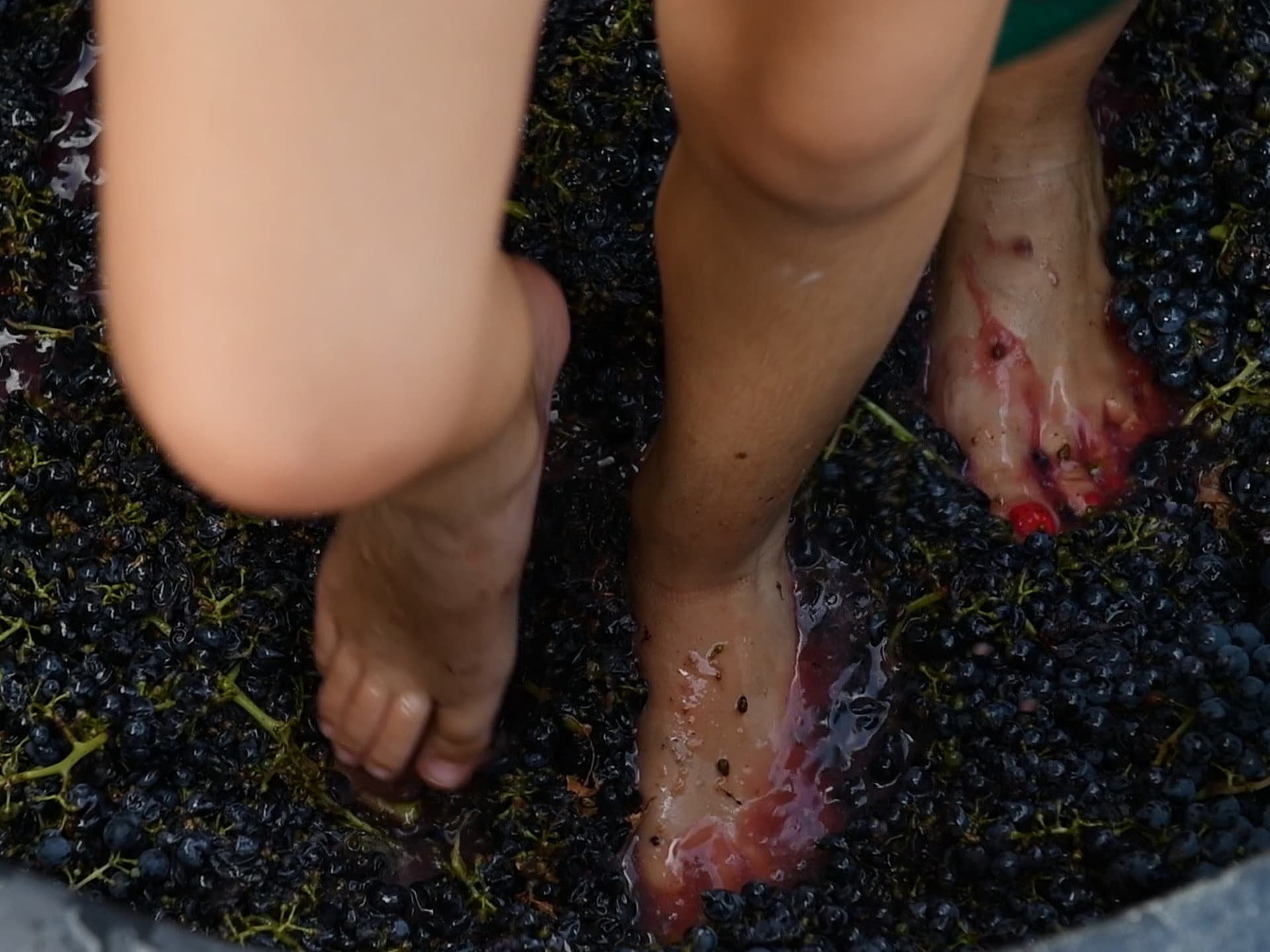 Vive la cosecha en Azienda Agricola Calatroni