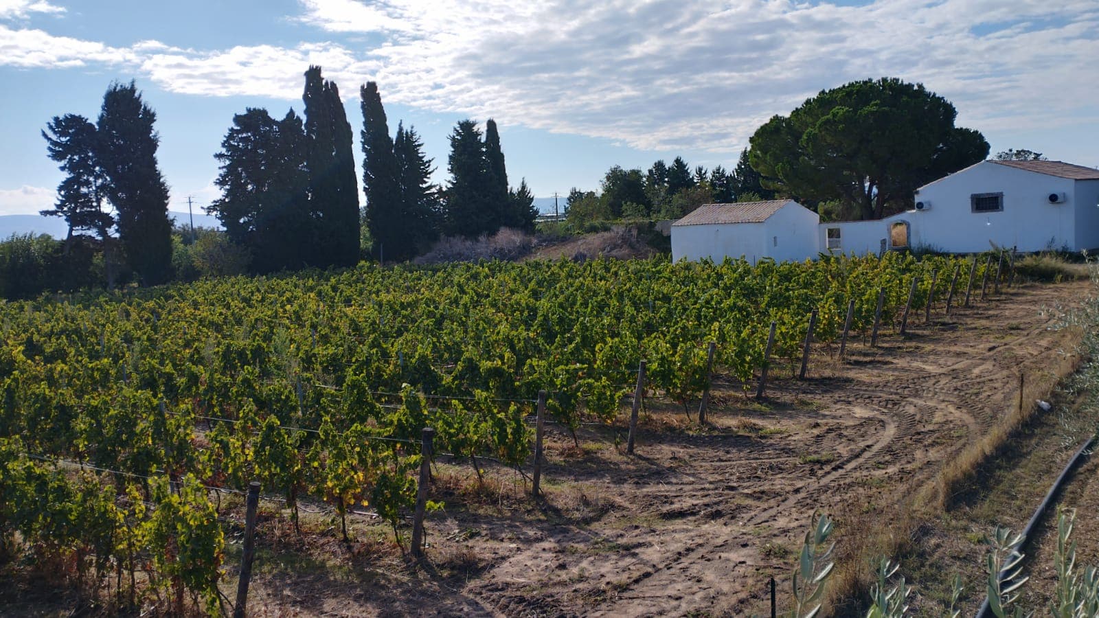 Dégustation, Visite et Smart Lunch | Domaine de Santo Spirito