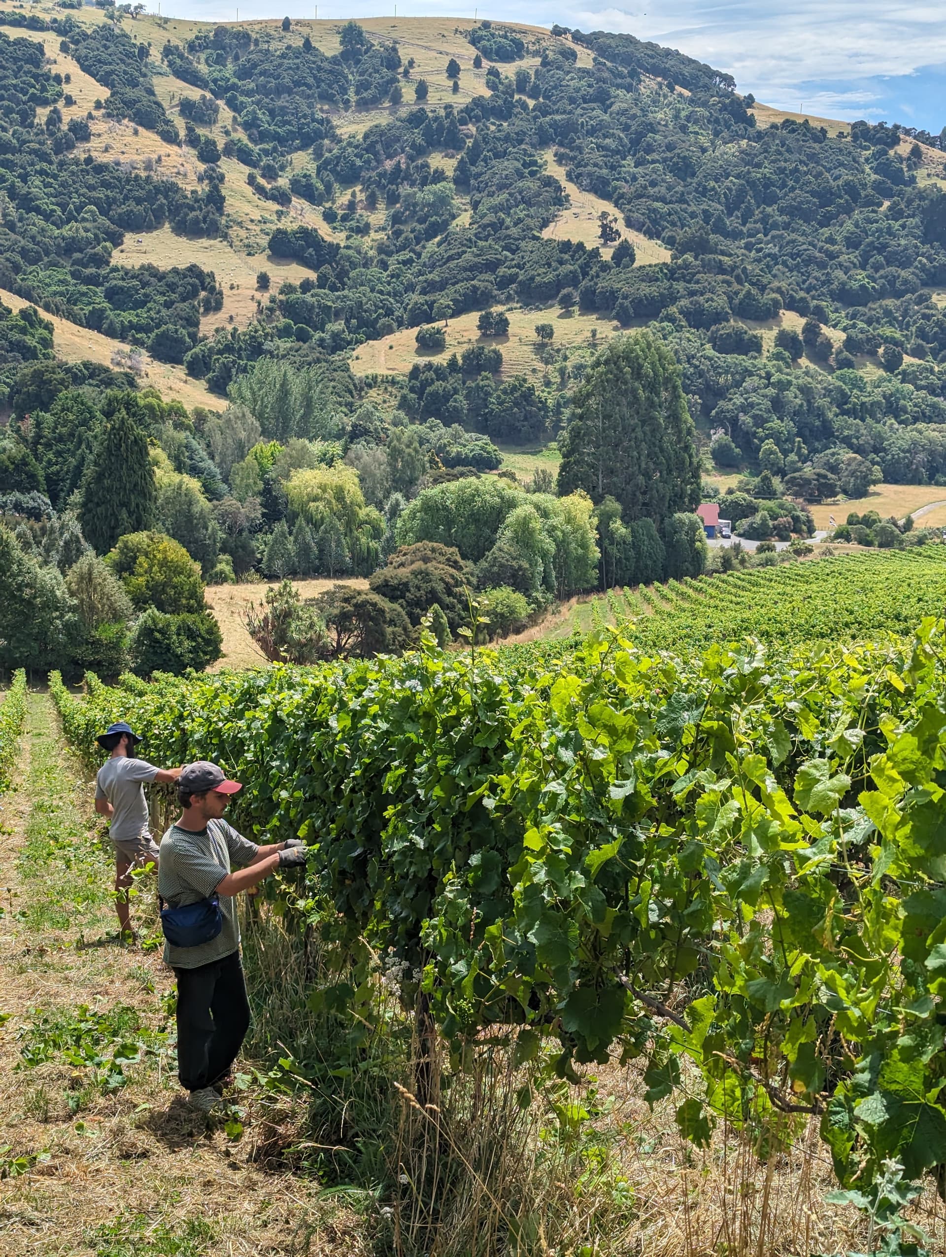 French Peak Vineyard foto 4