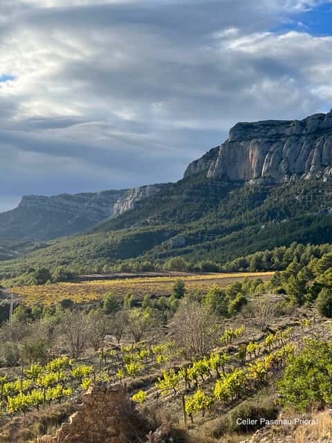 Celler Pasanau