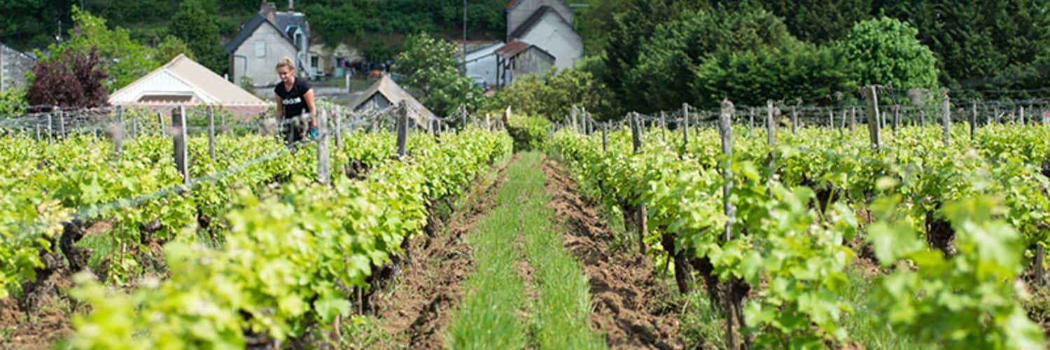 Landschaft einer Weinregion