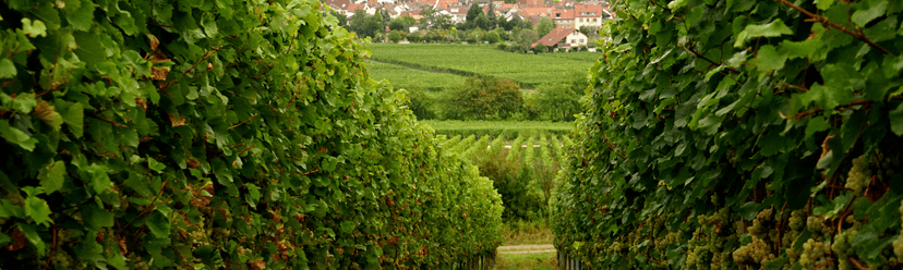 Deidesheim wine city