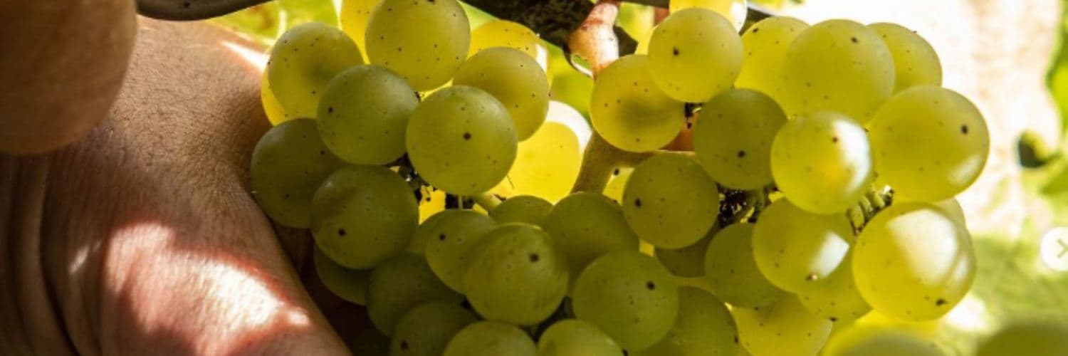Degustazione di vini alla Roebuck Estate