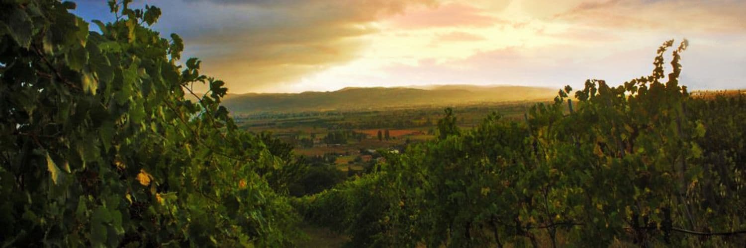 Tili Vini: A Legacy of Quality Wines