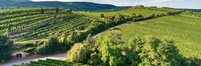 Weingut Pfeffingen