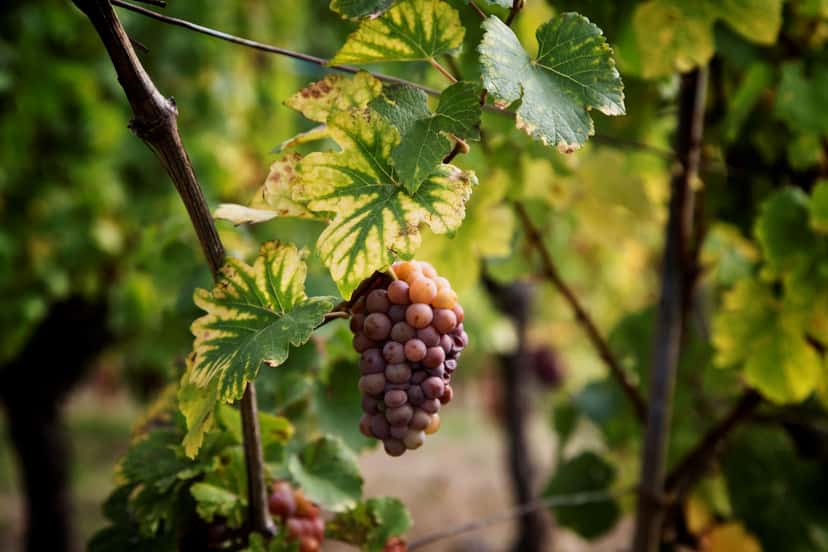 Alsace Wine Tour de Colmar: Um dia inteiro de exploração de vinhedos