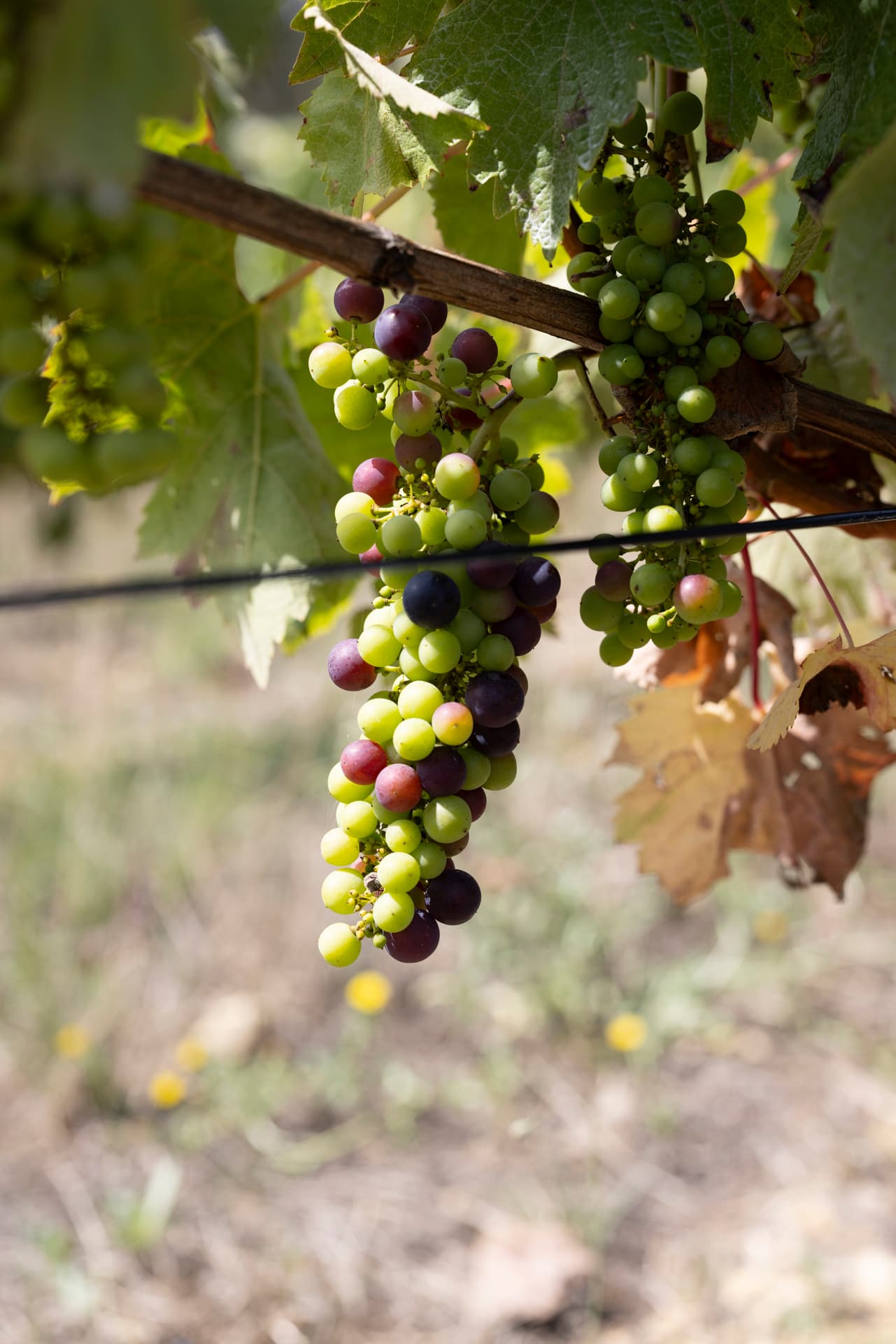 Viúva Gomes Winery foto 5