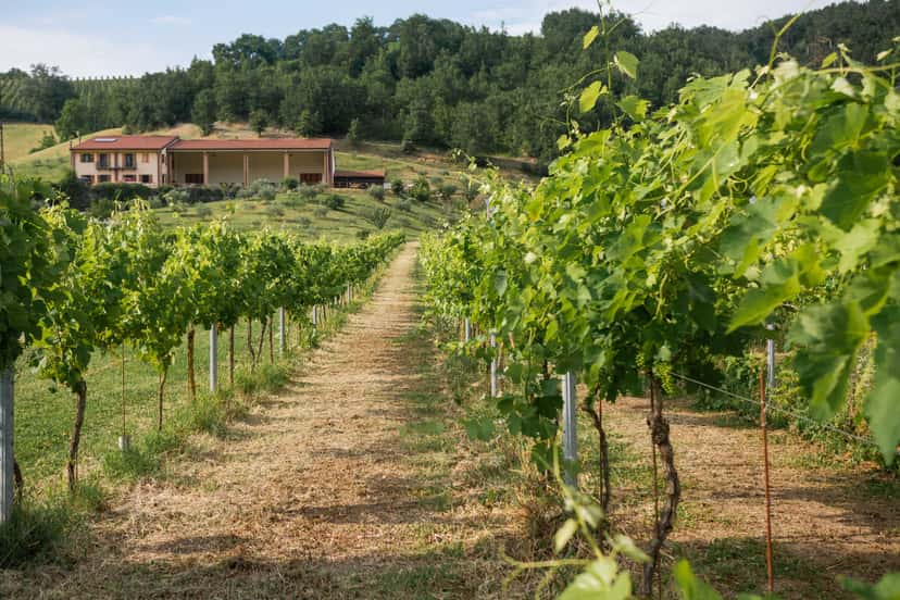Vigna Cunial