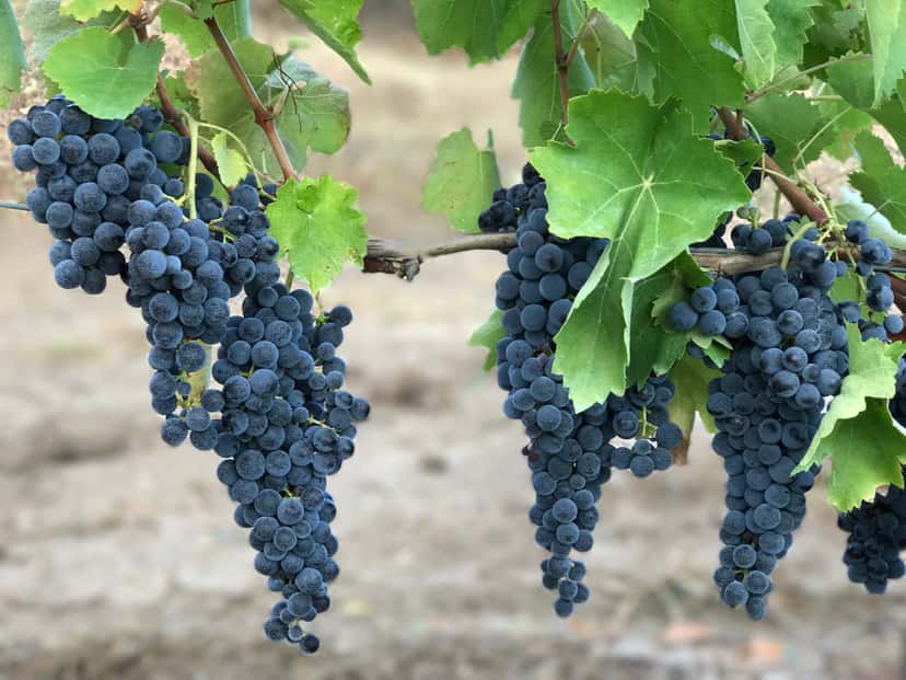 L'essenza vingårdstur och vinprovning