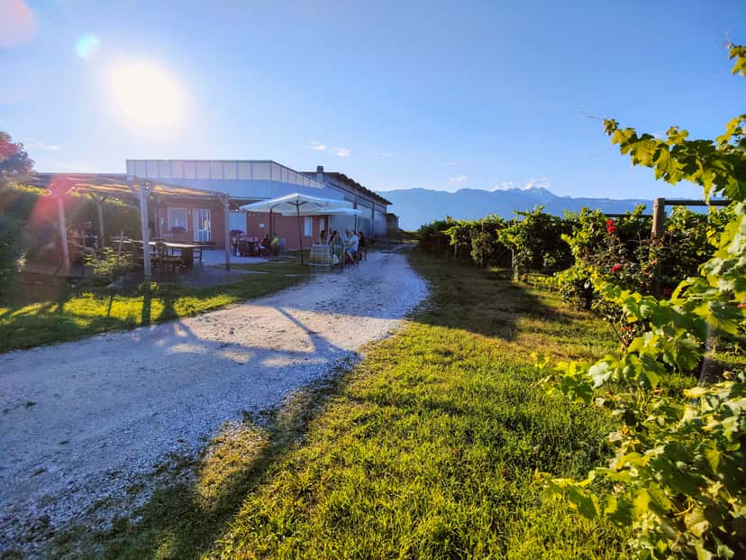 Bessich Wines