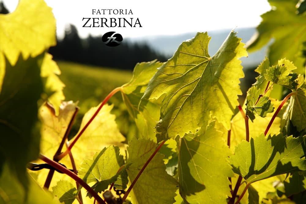 Fattoria Zerbina