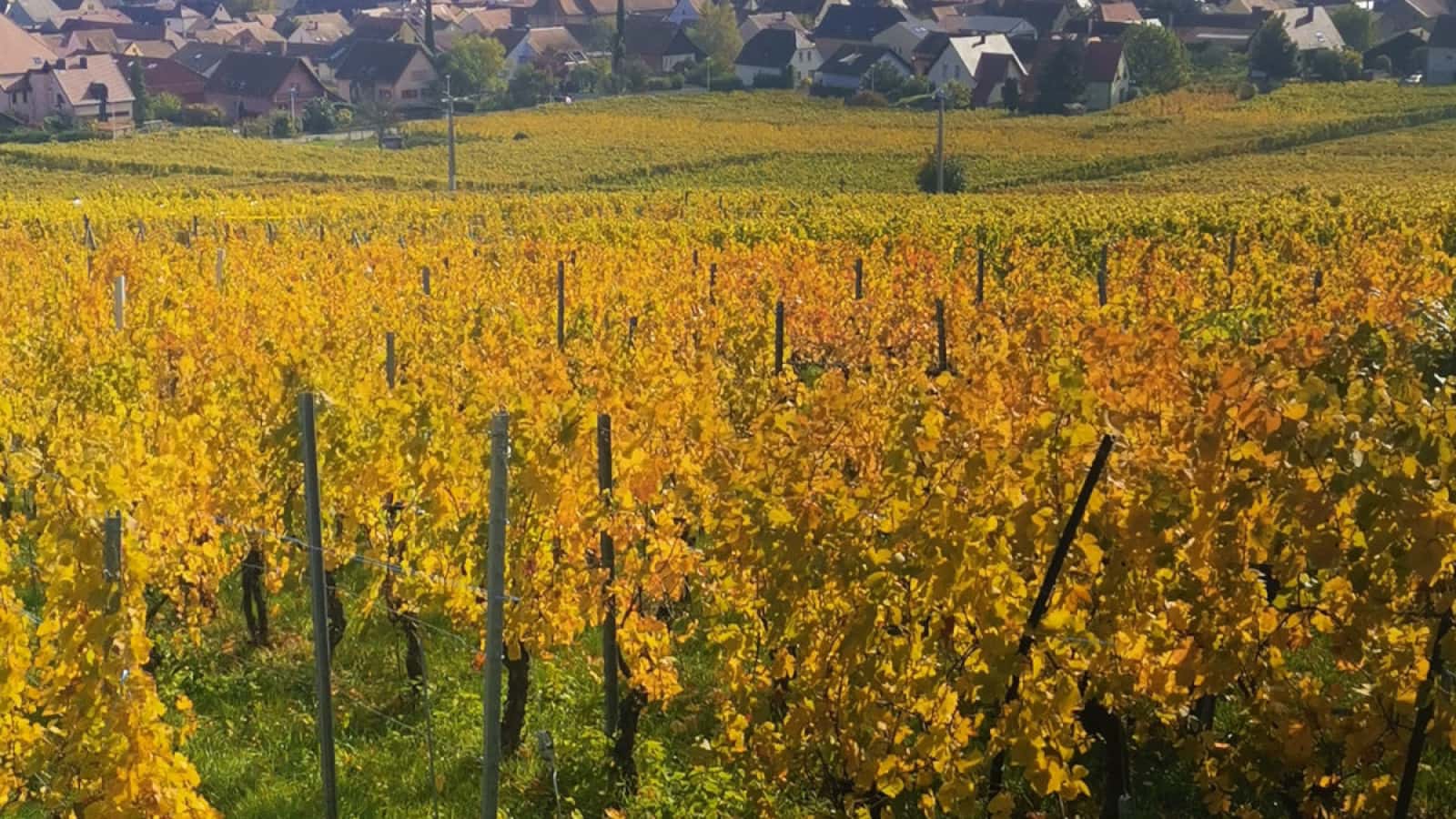 Wine tasting and tour at Domaine Aimé Stentz