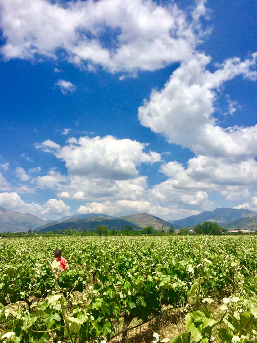 Escursione di un giorno nei vigneti di Mantinea