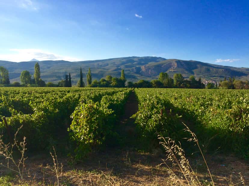 Escursione di un giorno nei vigneti di Nemea