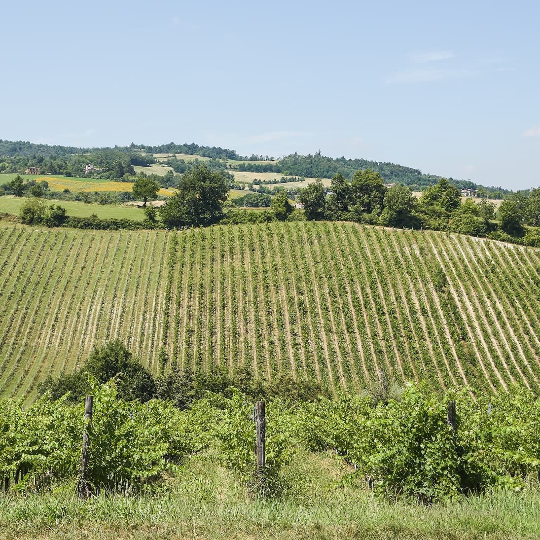 Degustação de vinhos e tour em Luretta