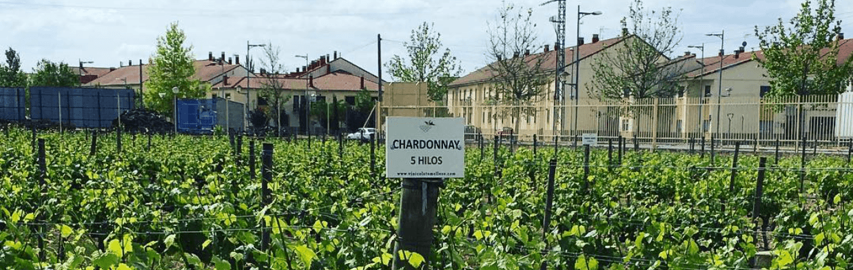 Degustação de vinhos e tour na Vinicola De Tomelloso