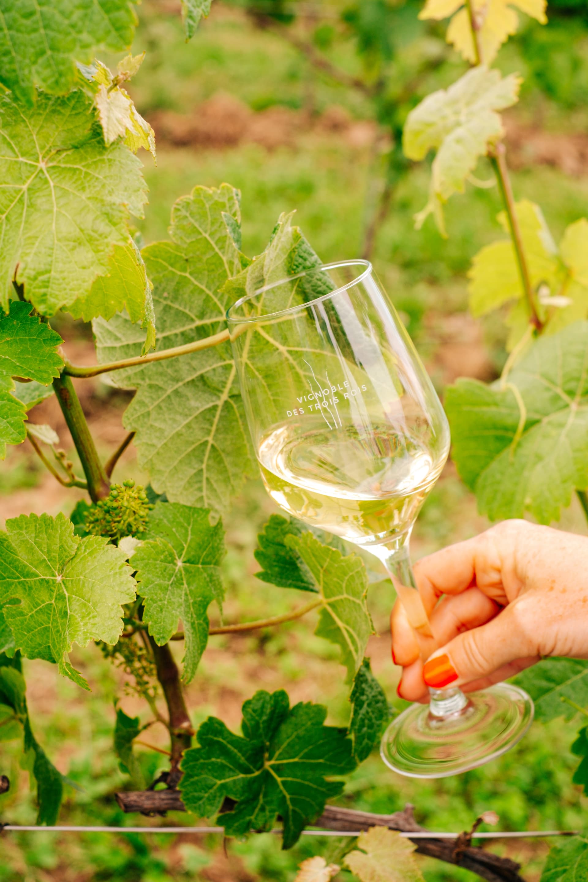 Vignoble des Trois Rois foto 2