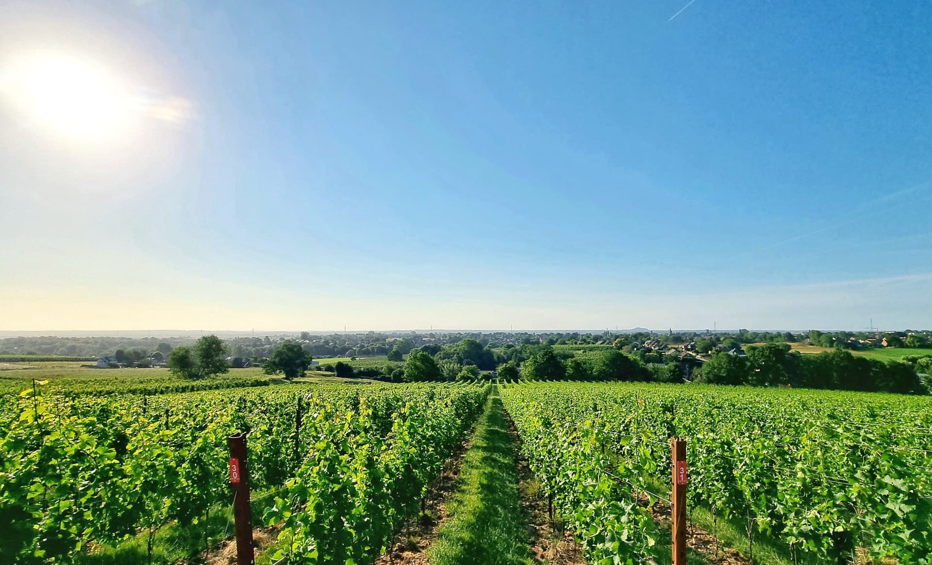 Vignoble des Trois Rois foto 1