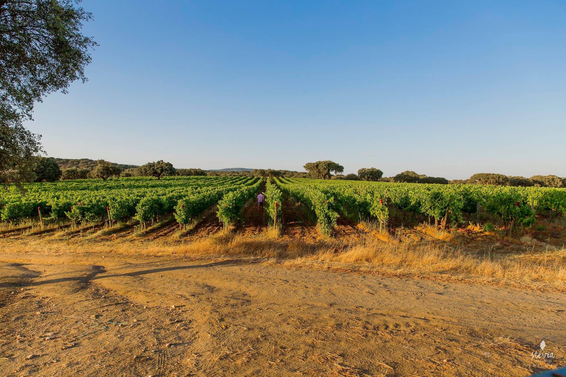 Farm Visit and Wine tasting