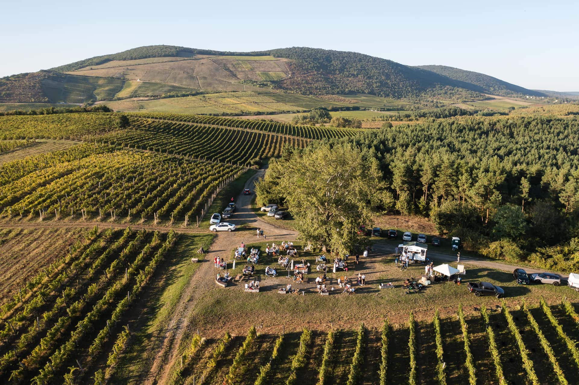 Degustação de vinhos superiores e tour pelos vinhedos na…