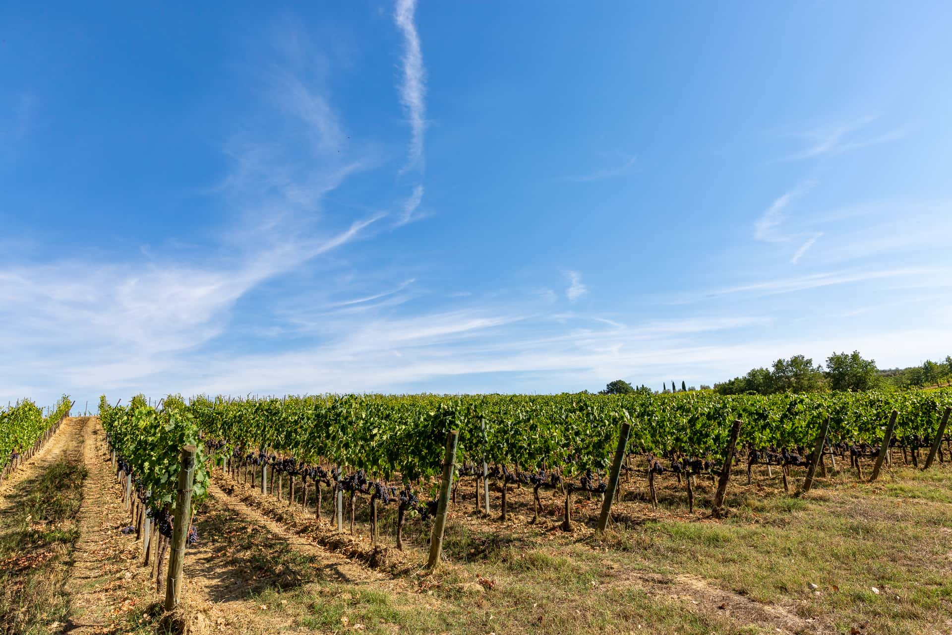 Montepulciano: Degustação de vinhos na zona rural da Toscana