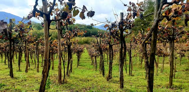 Simonica - Chkheidze Wines
